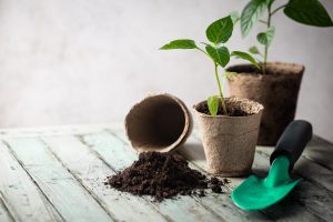 Seedlings in organic pots